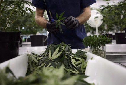 Canopy Growth Corp. appeals CRA penalty for growing pot before being licensed