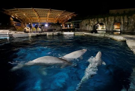 U.S. government reviewing deaths of two belugas moved to Connecticut from Marineland