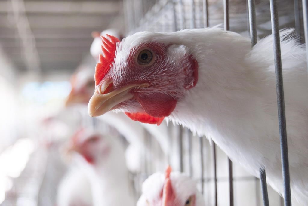 ‘Be extremely vigilant’: farmers, feds worried about growing outbreaks of bird flu