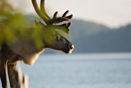 Environmental groups rip new caribou protection deal between Ontario and Ottawa