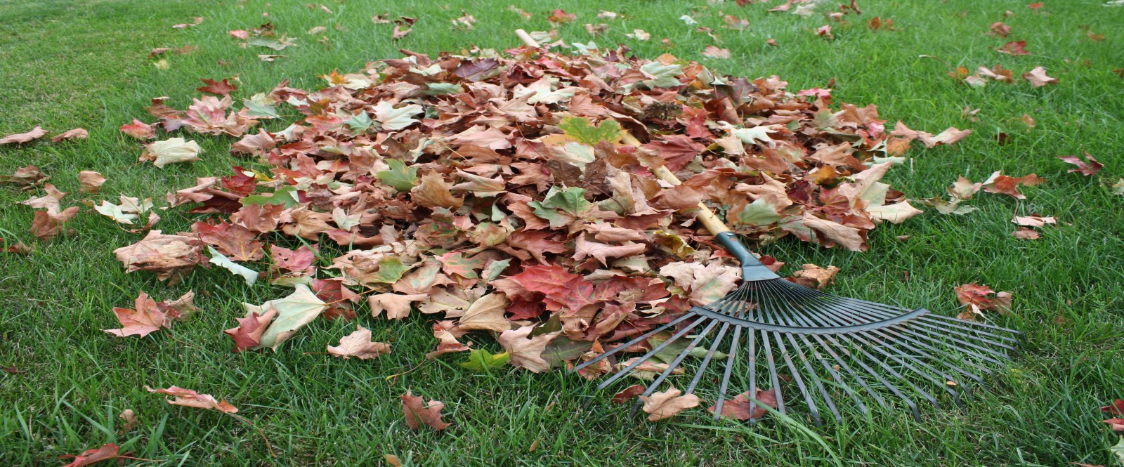 Leaf and Yard Waste collection to start on April 11