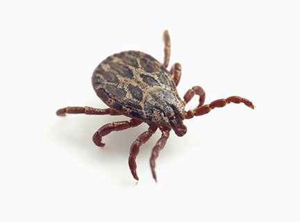 EOHU Launches Tick Awareness Campaign