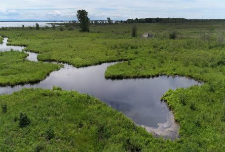 RRCA Hosting Open House at Cooper Marsh Conservation Area 