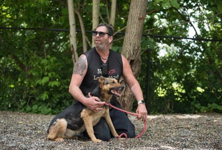 Rescued Afghanistan dogs arrive at Toronto sanctuary