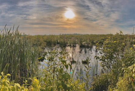 Federal investment will support biodiversity enhancements at RRCA’s Cooper Marsh Conservation Area 