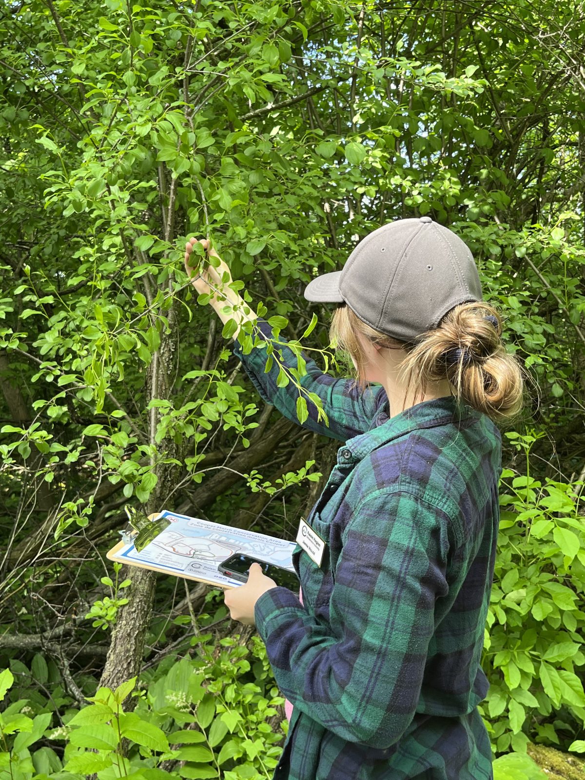 RRCA Tackles Invasive Shrubs at Cooper Marsh Conservation Area