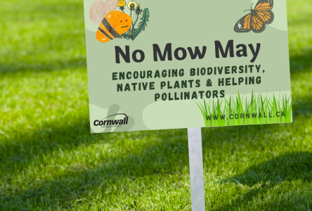 No Mow May in the City of Cornwall