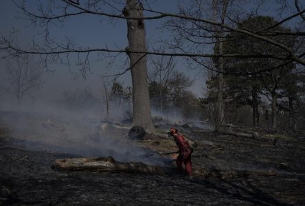 Toronto carries out High Park controlled burn as part of Black Oak protection