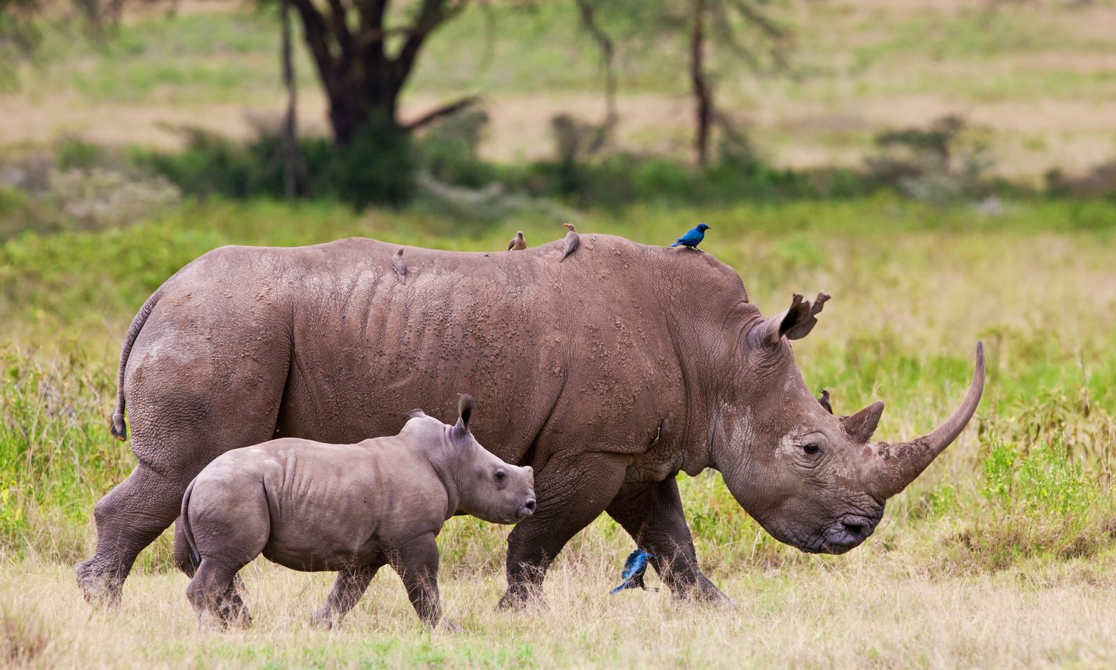 Save the Rhino Day
