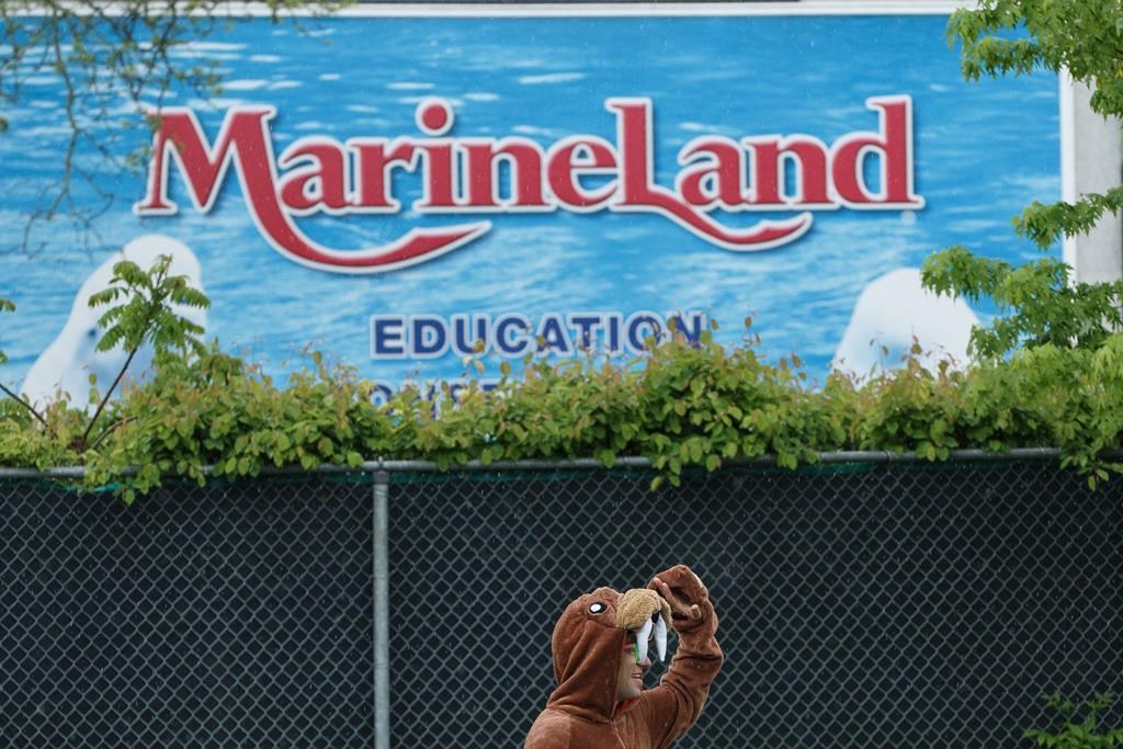Ontario charges Marineland over care of its black bears