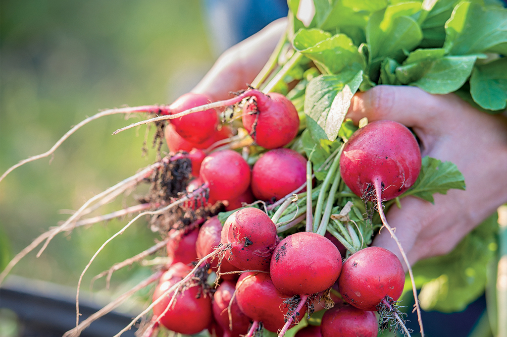 4 foolproof vegetables  for first-time gardeners