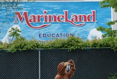 Marineland did not provide adequate water source to bear cubs, Ontario alleges