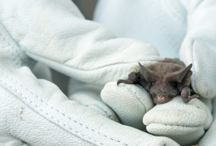 EOHU Reminds Residents to Take Precautions as Rabies Found in Local Bat