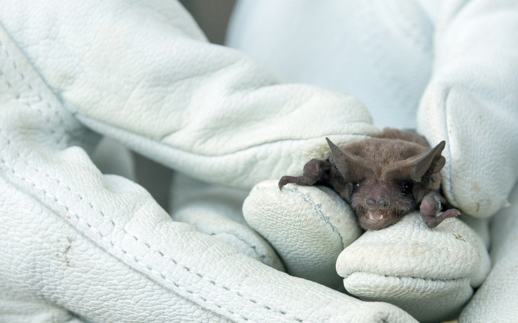 EOHU Reminds Residents to Take Precautions as Rabies Found in Local Bat