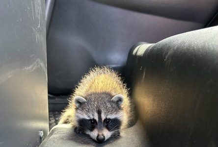 Ontario police arrest suspected impaired driver with baby raccoon in car