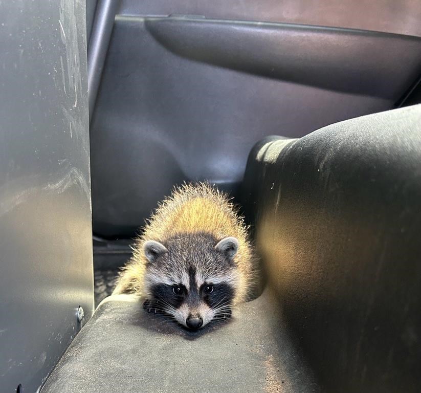 Ontario police arrest suspected impaired driver with baby raccoon in car