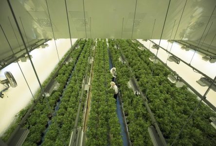 Shares in cannabis company Canopy Growth plunge after debt reduction plan announced