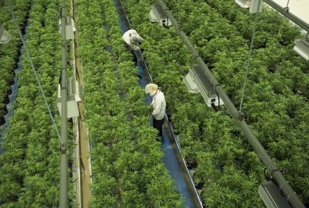 Canopy Growth sees $42M net loss in Q1 as cost reduction efforts continue