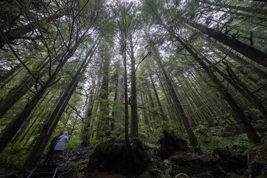 Scientists call on Canada to adopt ecologically minded forest degradation definition