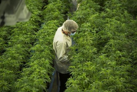 Canopy Growth Corp. reports net loss of $324.8 million in second quarter