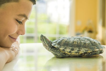 National Turtle Adoption Day