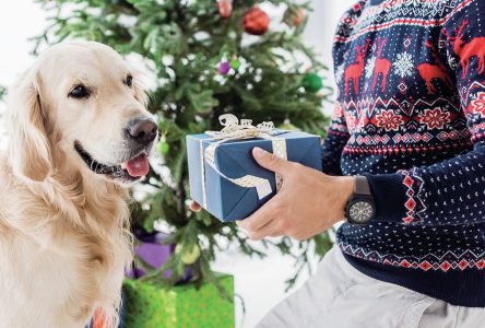 5 tips for a pet-friendly holiday season