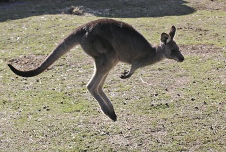 Ontario to investigate how kangaroo escaped handlers near Toronto; animal apprehended