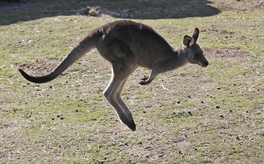 Ontario to investigate how kangaroo escaped handlers near Toronto; animal apprehended