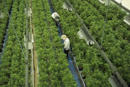 Shares of cannabis company Canopy Growth to be consolidated on a one-for-10 basis