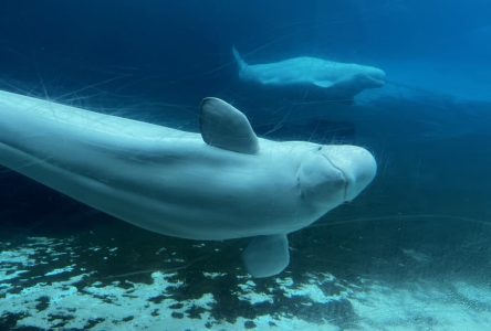 Another beluga dies at Marineland, bringing total whale deaths to 15 since 2019