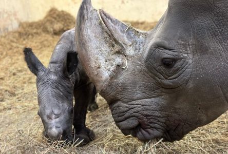 White rhino gives birth to calf at Toronto Zoo after 11 years in the facility