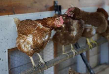 Food industry groups object to proposed B.C. chicken price increase