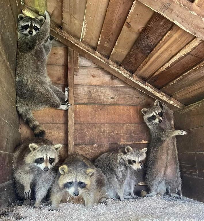 Ontario euthanizes 84 raccoons and accuses rehabber of mistreating animals