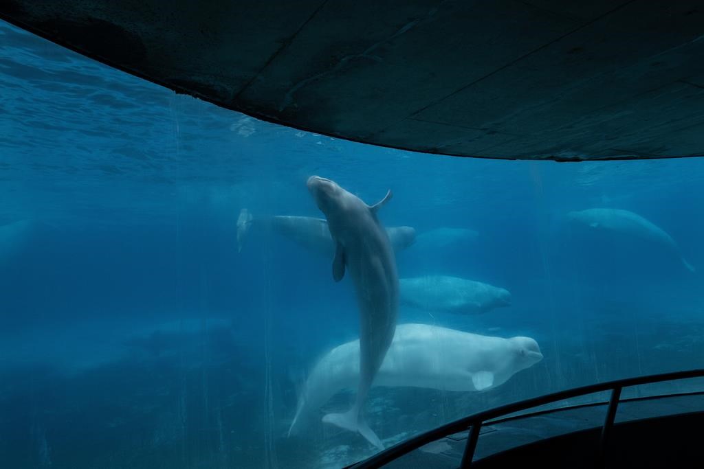 Two more belugas dead at Marineland, bringing total whale deaths to 17 since 2019