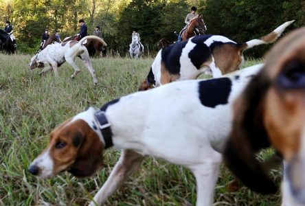 Animal rights groups seek review of Ontario’s new hunting dog law