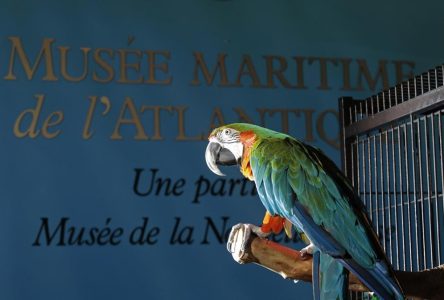 Depressed since pandemic, parrot at Halifax museum being shipped to Ontario