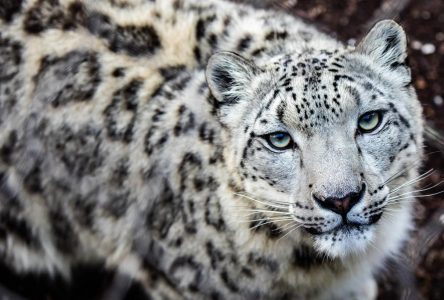 Toronto Zoo says ‘friendly and determined’ snow leopard Jita is pregnant