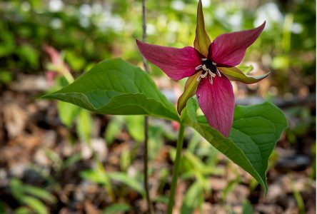 See the trilliums at Summerstown Trails